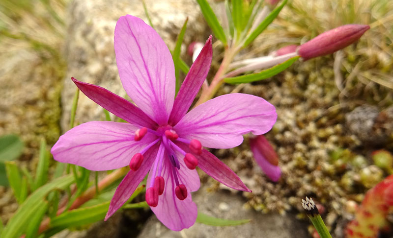 Chamaenerion fleischeri - Onagraceae